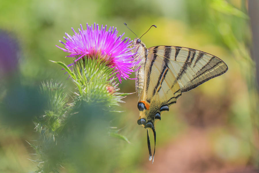 Scarce swallowtail - Iphiclides podalirius Photograph by Jivko Nakev