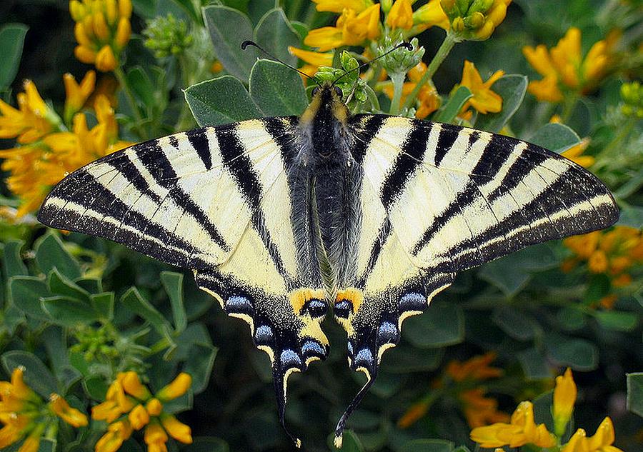 Butterfly Photograph - Scarce Swallowtail Iphiclides Podalirius by Taiche Acrylic Art