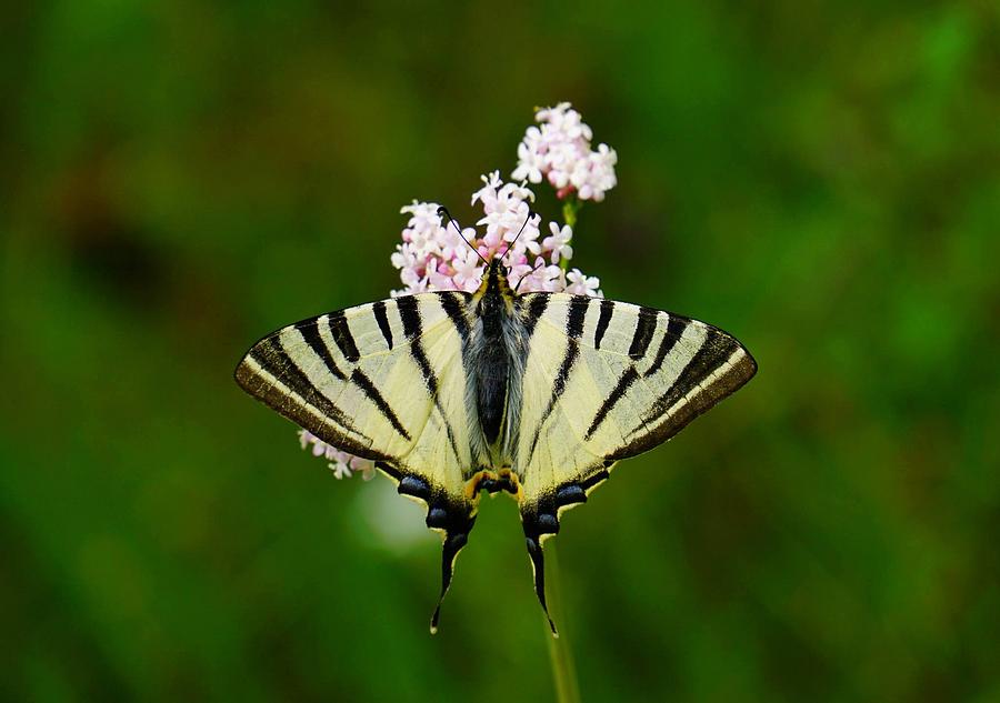 Butterfly Photograph - Scarce Swallowtail On Wild Garlic Flowers by Taiche Acrylic Art