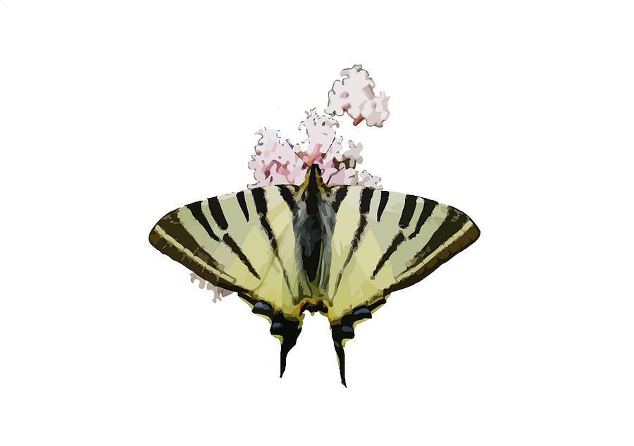 Butterfly Photograph - Scarce Swallowtail On Wild Garlic Flowers Vector Isolated by Taiche Acrylic Art