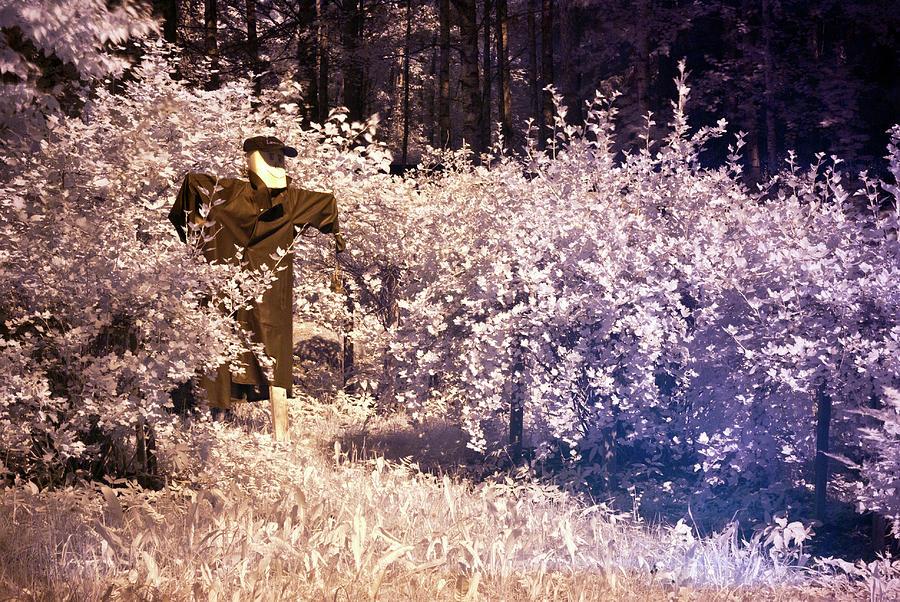 Scarecrow #1 Photograph by Jarmo Honkanen