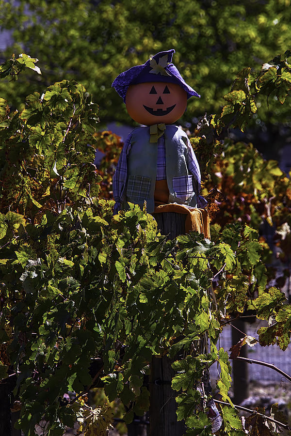Pumpkin Photograph - Scarecrow In The Vineyards by Garry Gay