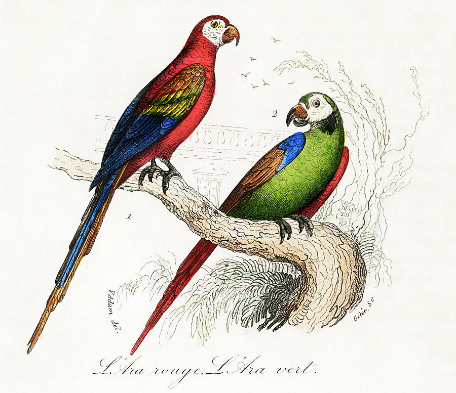 Scarlet and Green Macaw Drawing by Vincent Monozlay