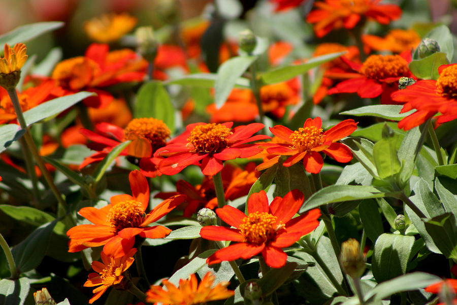 Scarlet and Pumpkin Fall Zinnias Photograph by Colleen Cornelius
