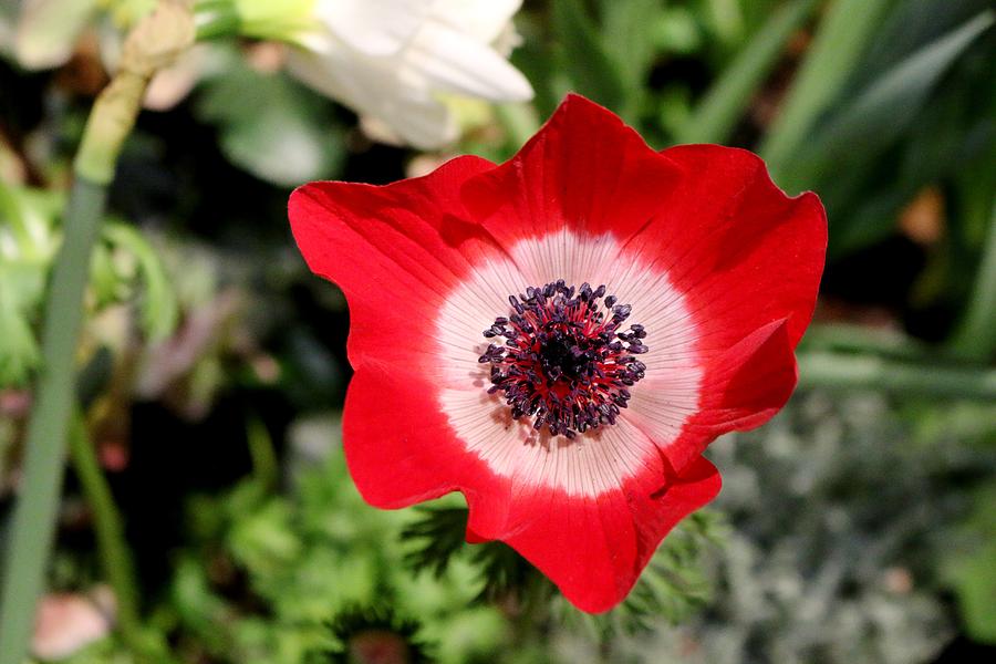Scarlet Anemone Photograph by Living Color Photography Lorraine Lynch