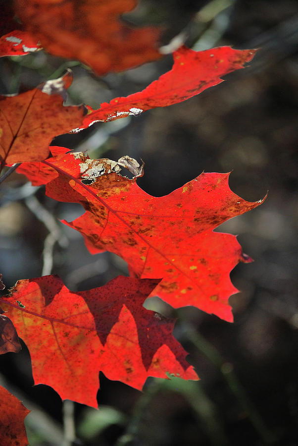 Scarlet Autumn Photograph by Ron Cline