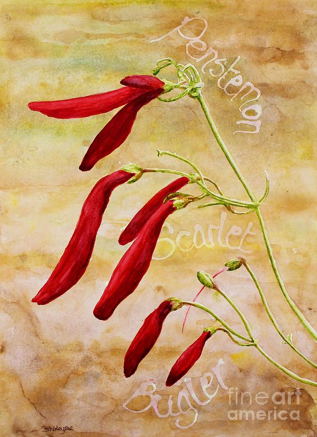 Nature Painting - Scarlet Bugler by Shirley Miller