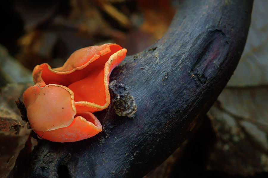 Scarlet Cup - Fungus Photograph by Nikolyn McDonald