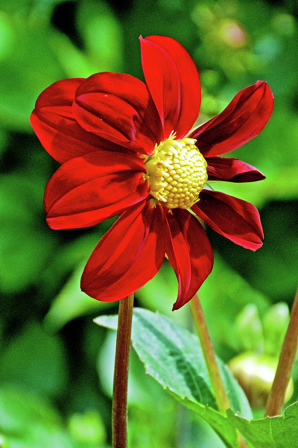Scarlet Dahlia in Golden Gate Park in San Francisco, California  Photograph by Ruth Hager