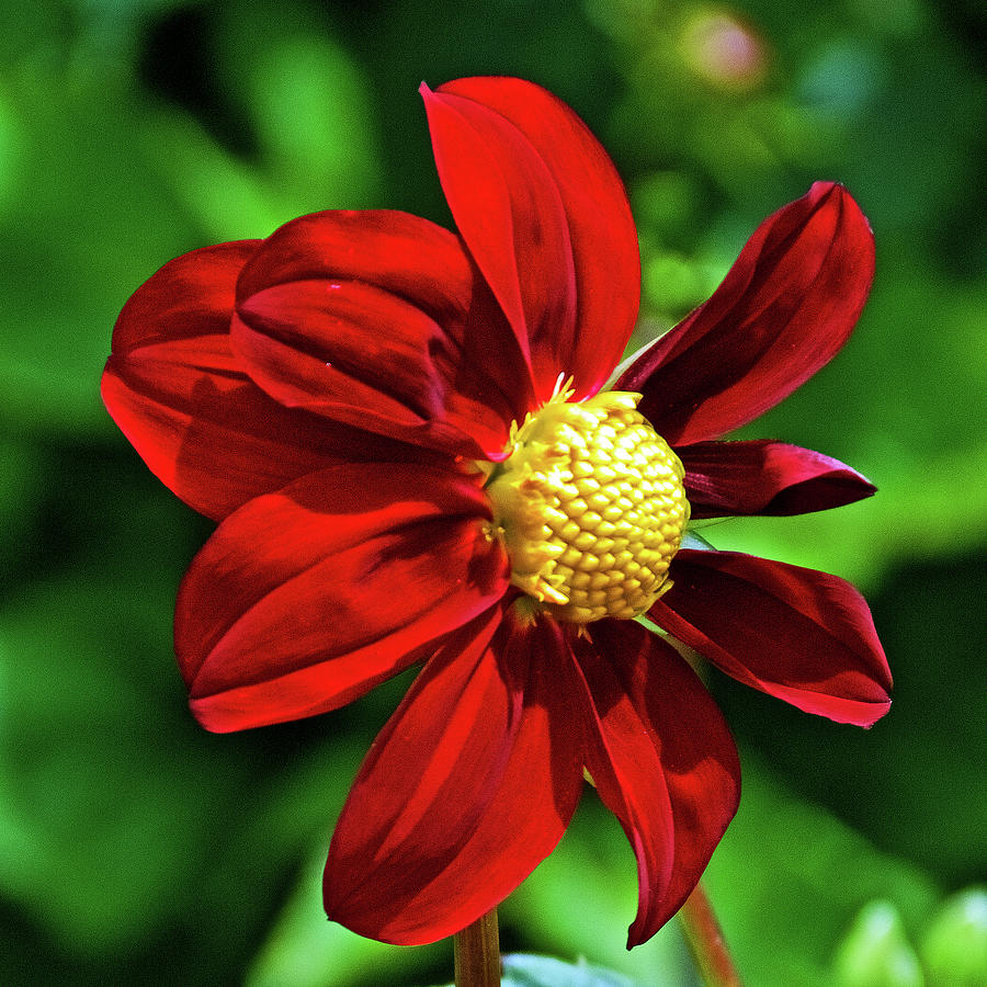 Scarlet Dahlia inGolden Gate Park in San Francisco, California Photograph by Ruth Hager