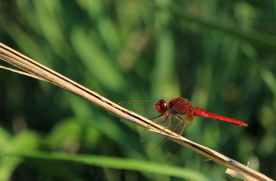 Scarlet dragonfly, Camargue, France Photograph by Elenarts - Elena Duvernay photo