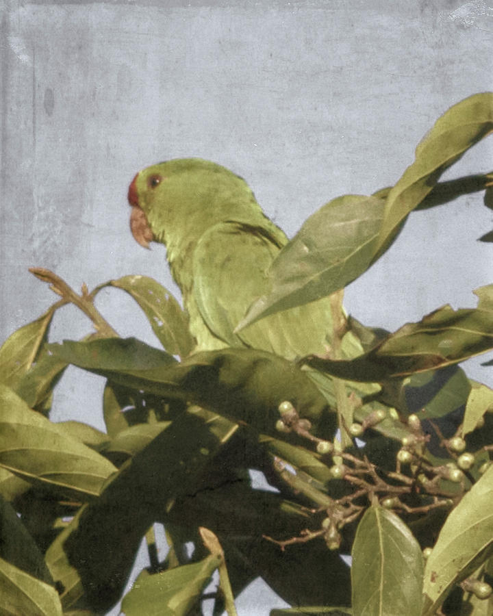 Scarlet-Fronted Parakeet Palacio del Barbas Filandia Colombia Photograph by Adam Rainoff
