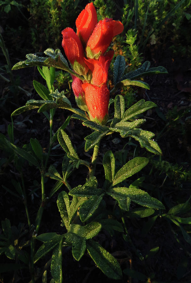 Scarlet Globemallow Photograph by Michael Wheeler - Fine Art America