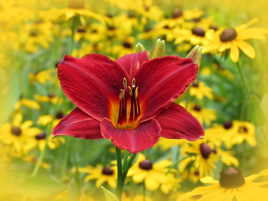 Scarlet Gold - Daylily with Rudbeckia Photograph by MTBobbins Photography