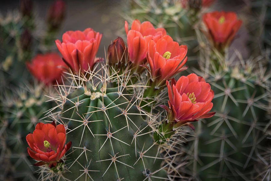 Scarlet Hedgehog Cactus  Photograph by Saija Lehtonen