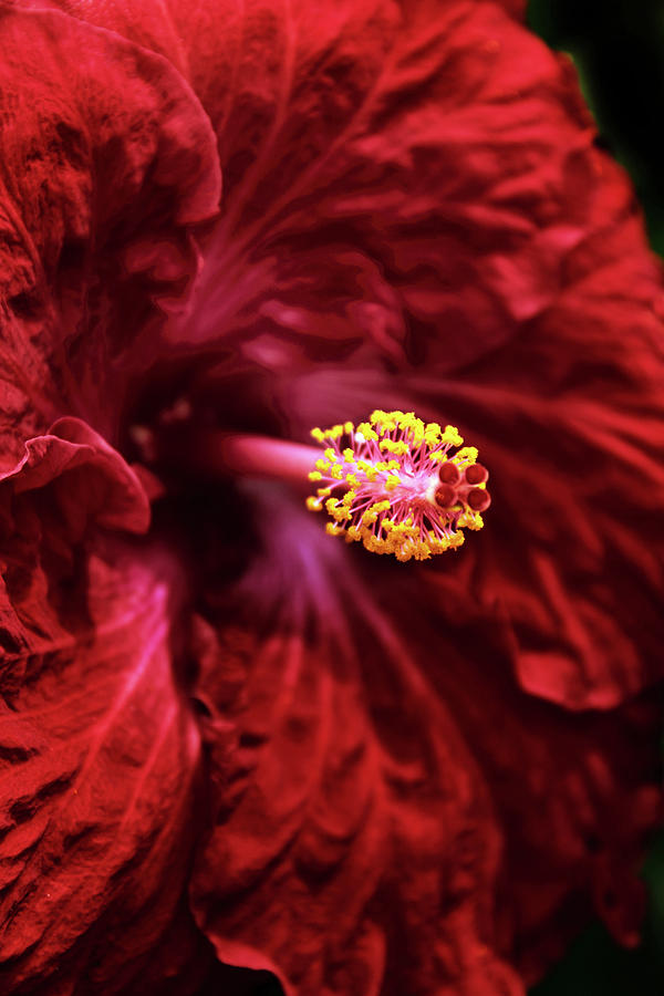Scarlet Hibiscus Photograph by Jessica Jenney