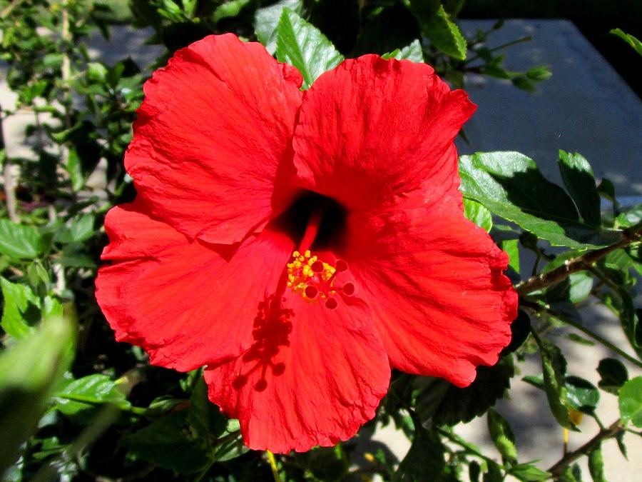 Flower Photograph - Scarlet Hibiscus by Nelson Strong
