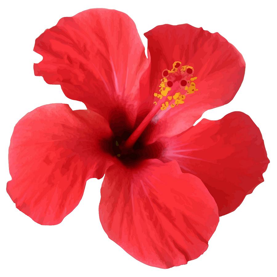 Scarlet Hibiscus Tropical Flower Digital Art