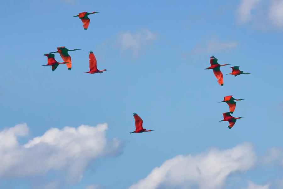 Scarlet Ibis 2 Photograph by Nadia Sanowar