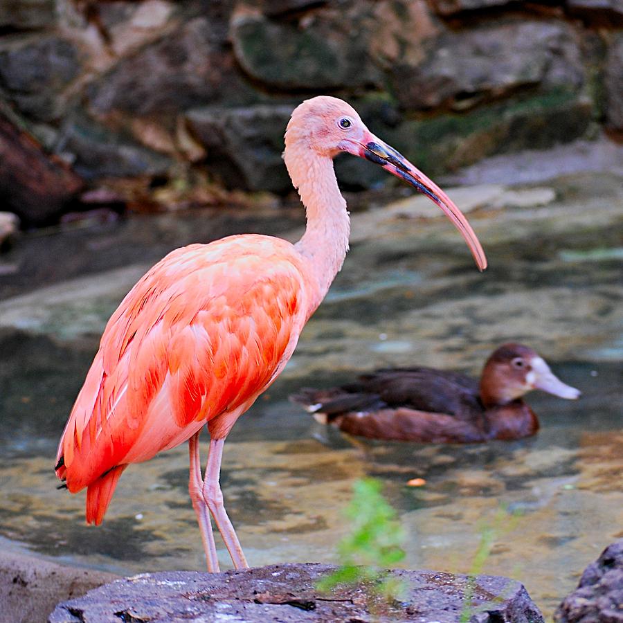 Scarlet Ibis And Friend Photograph
