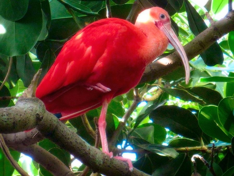 Scarlet Ibis Photograph by Betty Buller Whitehead