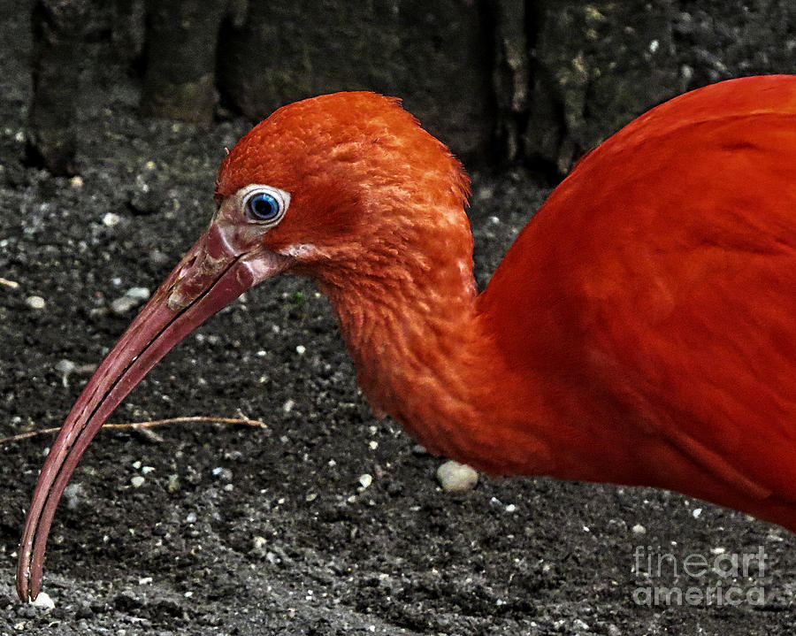 Scarlet ibis Photograph by Dawn Gari