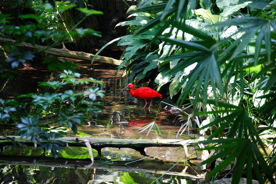 Scarlet Ibis Photograph by Eric Liller