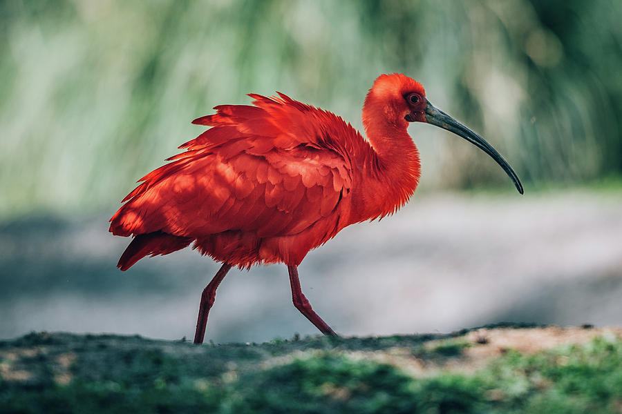 Scarlet Ibis Photograph by Gabriel Gomez-Bush - Fine Art America