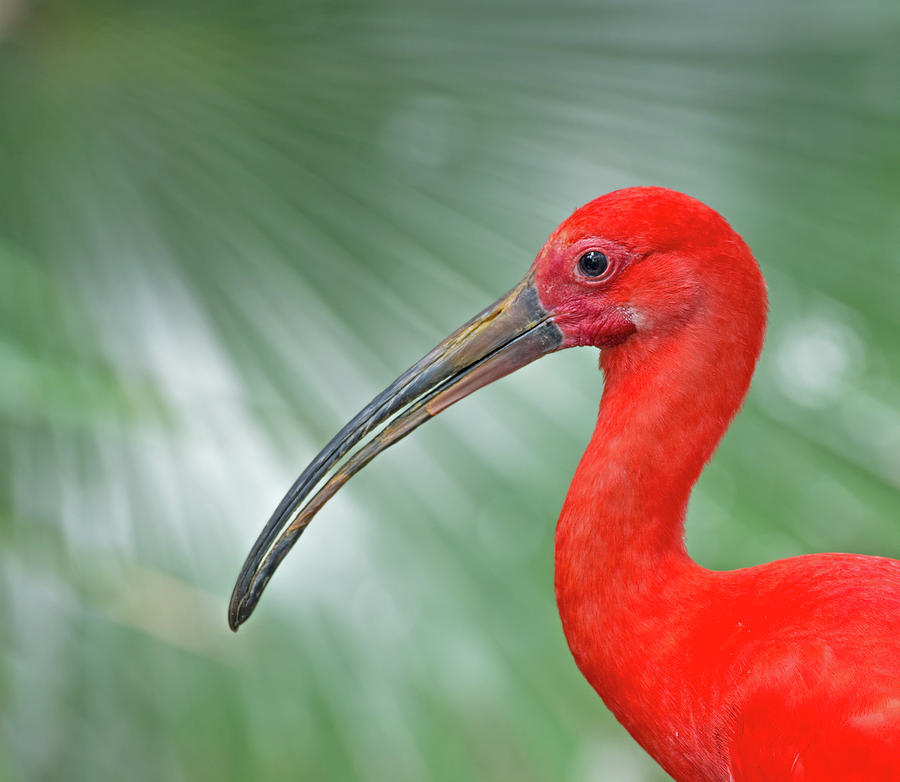 Scarlet Ibis Photograph by Jim Zablotny