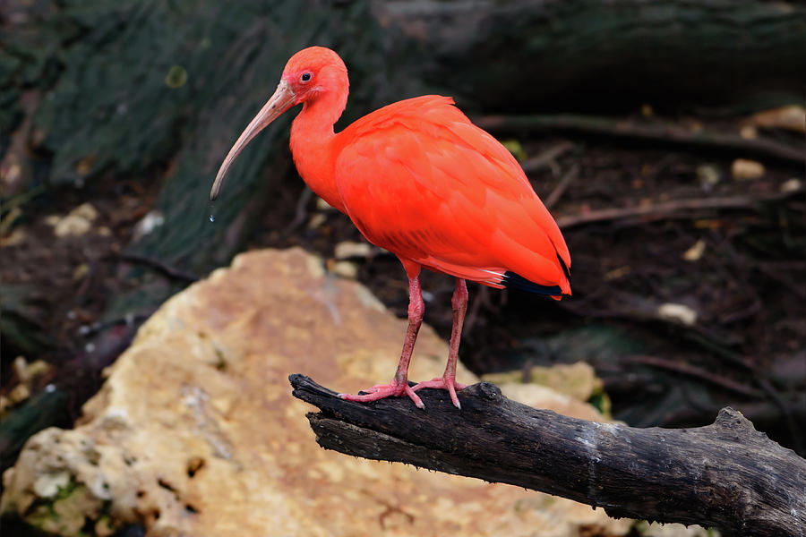 Scarlet ibis posing on a log Photograph by Jeff Jarrett - Fine Art America