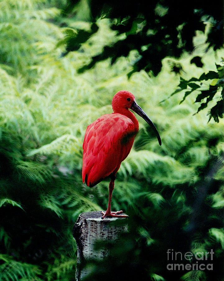 Ibis Photograph - Scarlet Ibis  by Terril Heilman