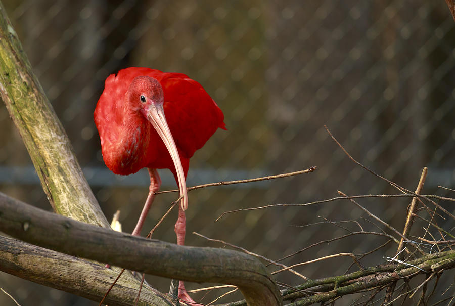 Scarlet Ibis Photograph by Travis Rogers