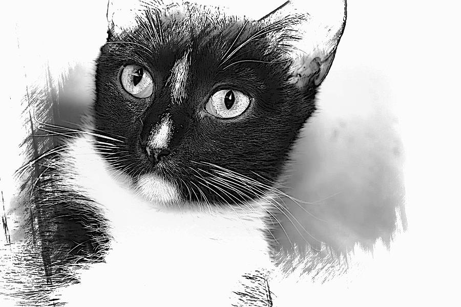 Cat Photograph - Scarlet by Joyce Baldassarre