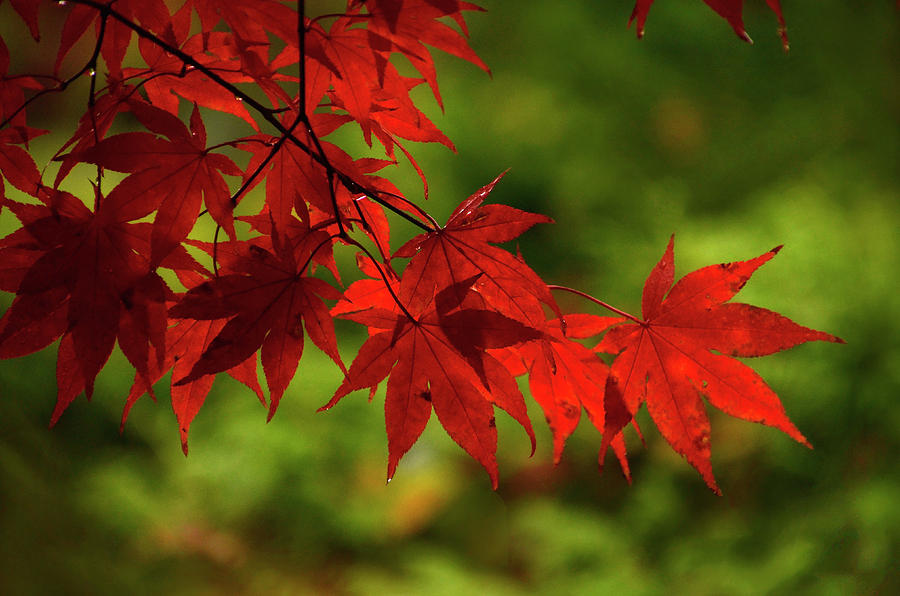 Scarlet Leaves Photograph by Ann Bridges