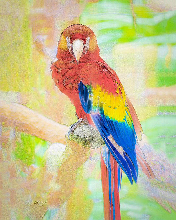 Scarlet Macaw 01 Photograph by Will Wagner