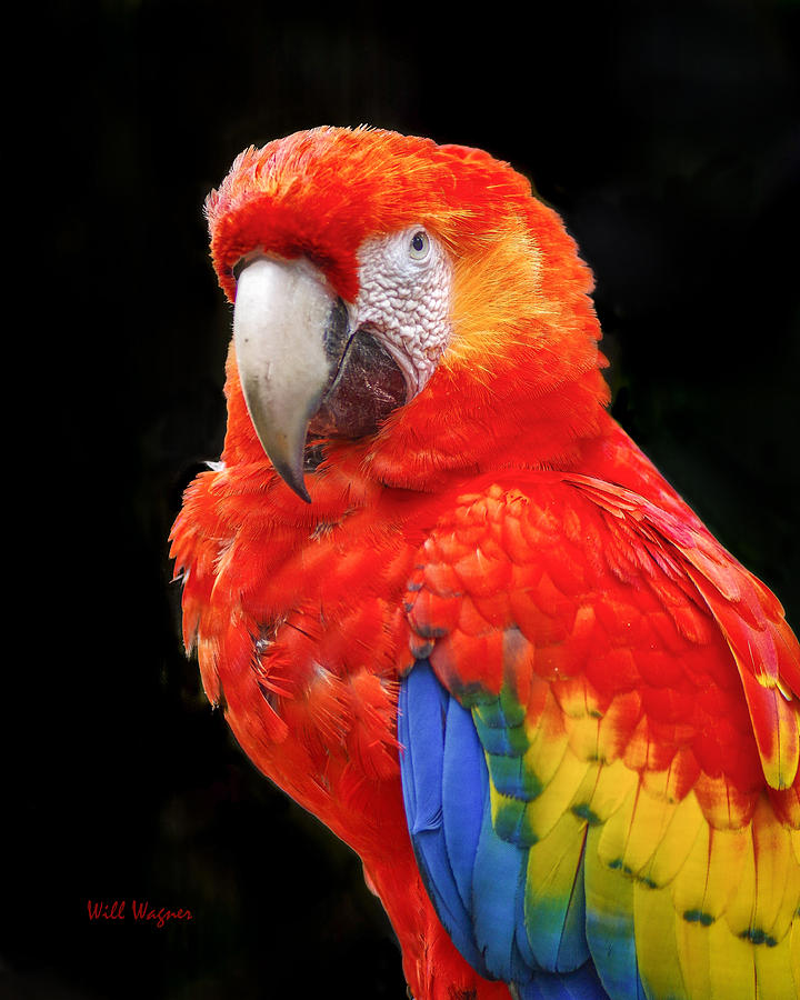 Scarlet Macaw 02 Photograph by Will Wagner