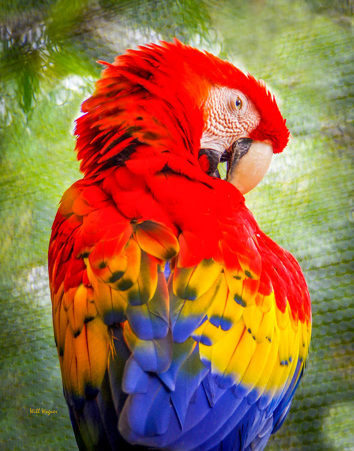 Scarlet Macaw 04 Photograph by Will Wagner