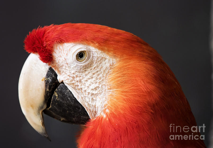 Scarlet Macaw Photograph by Bill Frische