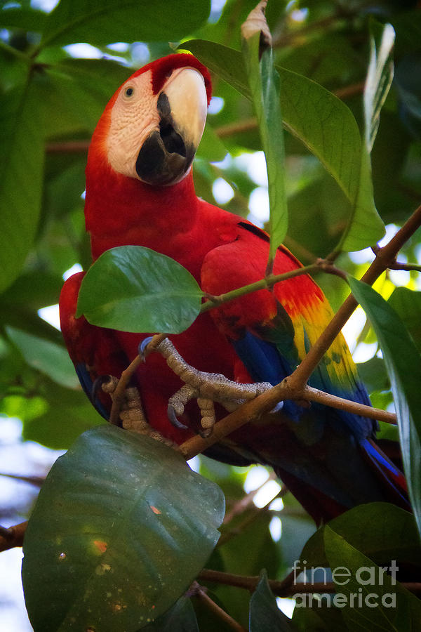Scarlet Macaw  Photograph by Bob Hislop