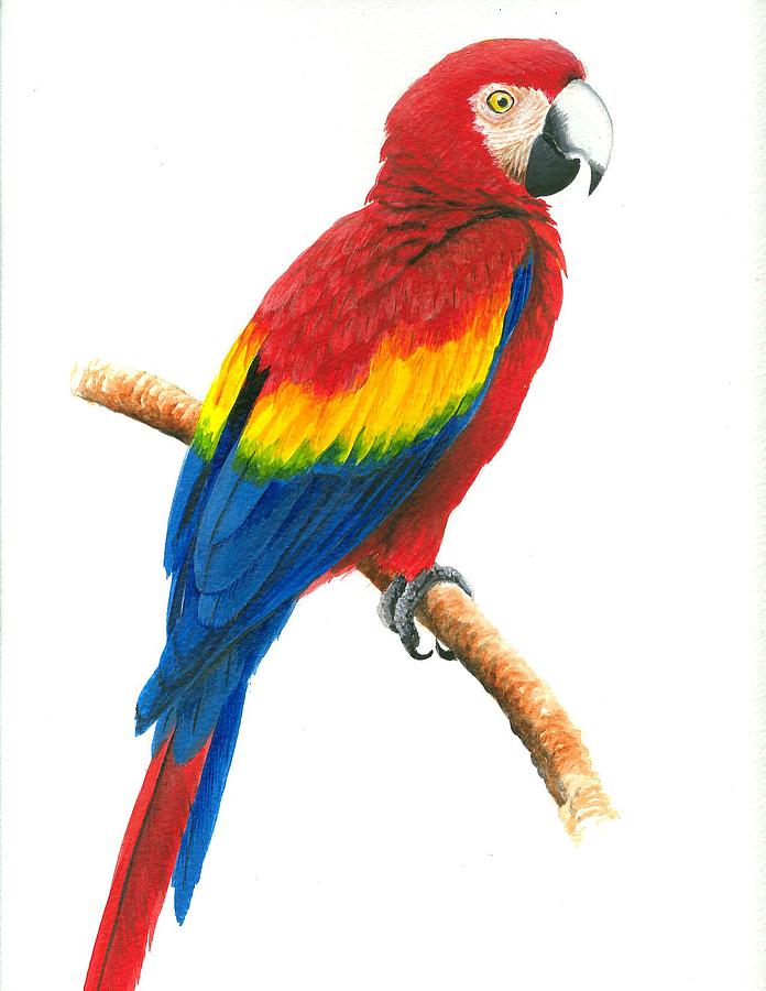 scarlet macaw painting