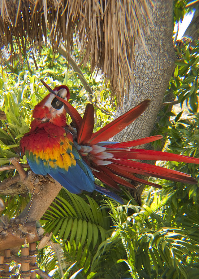Scarlet Macaw Photograph by Daniel Hebard