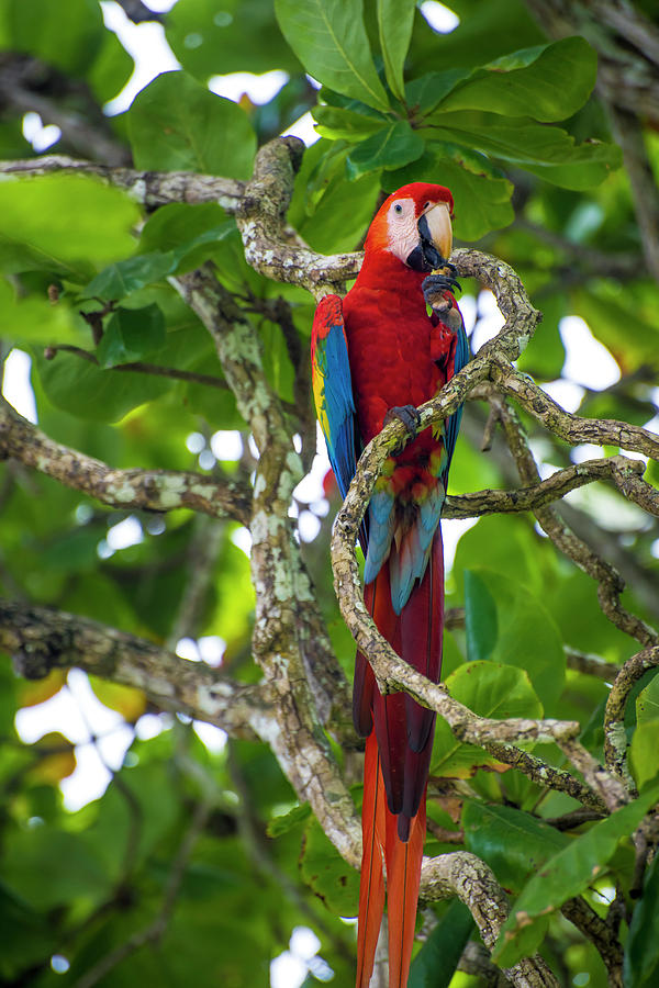 Scarlet Macaw Photograph by David Morefield