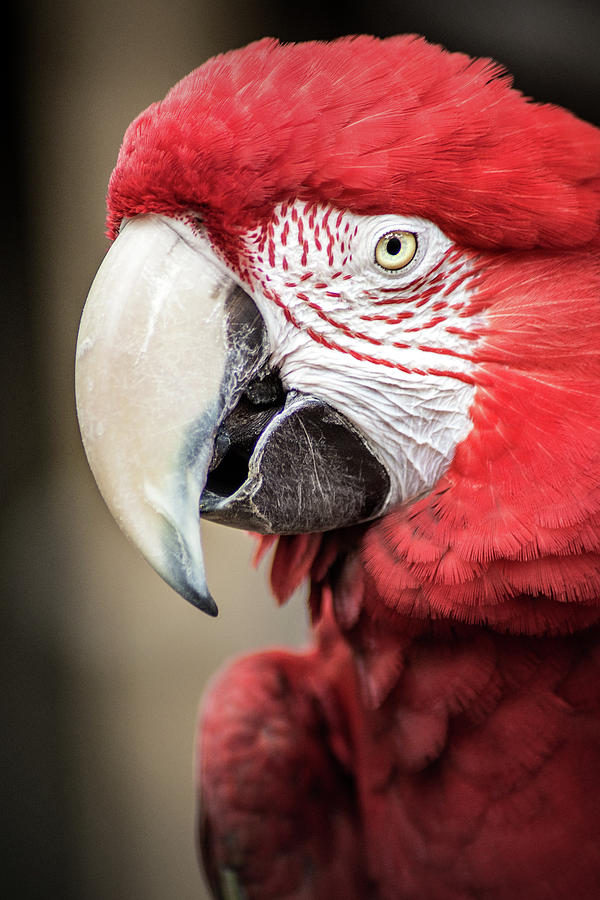 Scarlet Macaw Photograph by Don Johnson