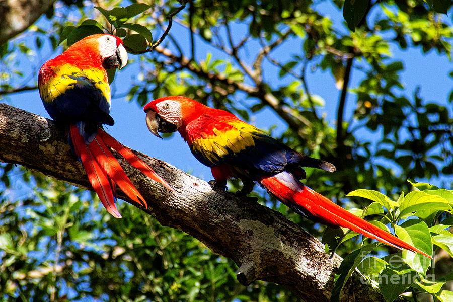 Scarlet Macaw Duo Photograph by Bob Hislop
