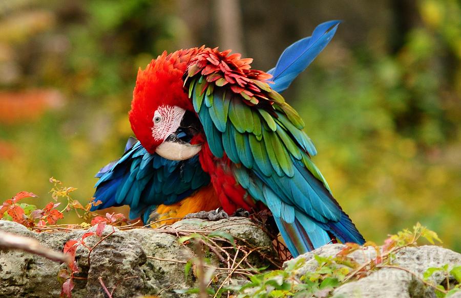 Scarlet Macaw Photograph by Elaine Manley