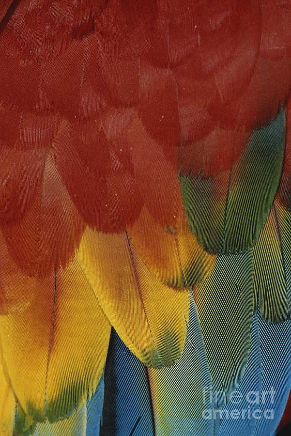 Macaw Photograph - Scarlet Macaw Feathers by George D. Lepp