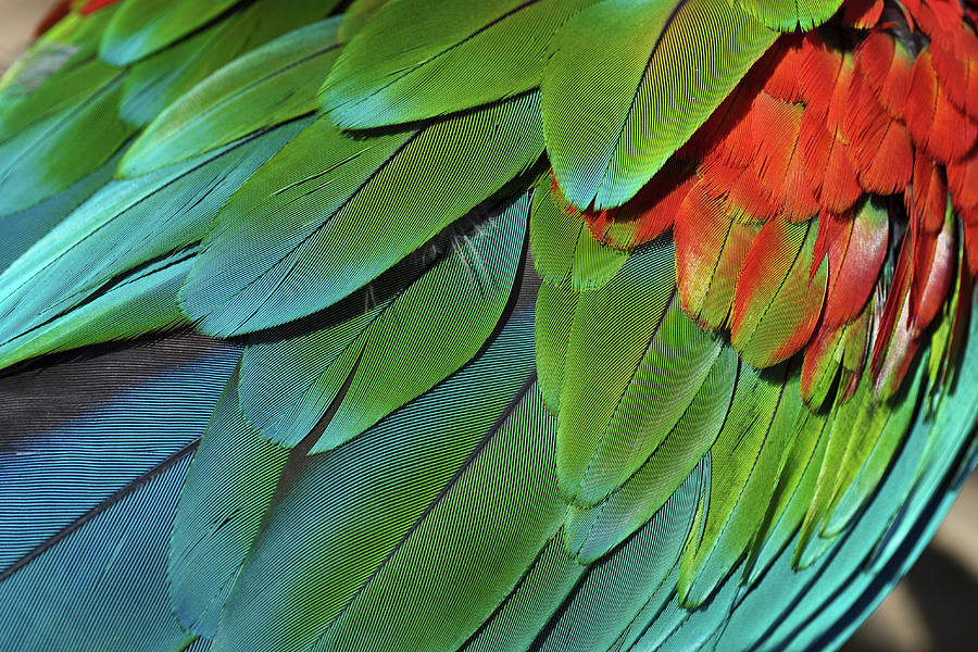 Scarlet Macaw Feathers Photograph by Kyle Hanson