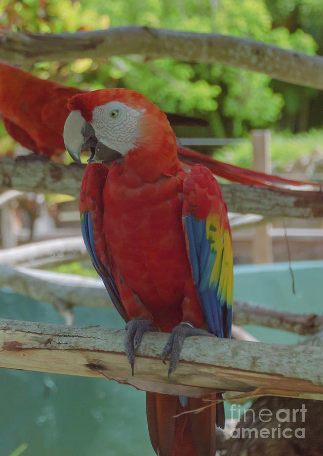 Scarlet  Macaw Photograph by Judy Hall-Folde