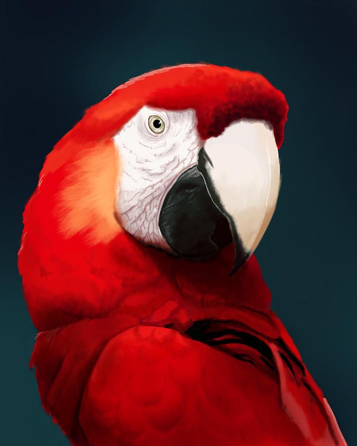 Scarlet Macaw Digital Art - Scarlet Macaw by KC Gillies