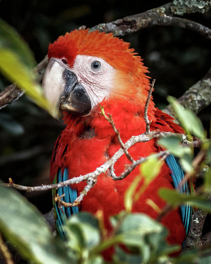 Scarlet Macaw La Macarena Colombia Photograph by Adam Rainoff